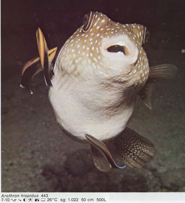 Arothron hispidus